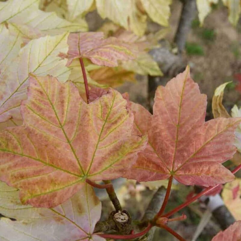 Acer pseudoplatanus 'Brilliantissimum' 8-10 S